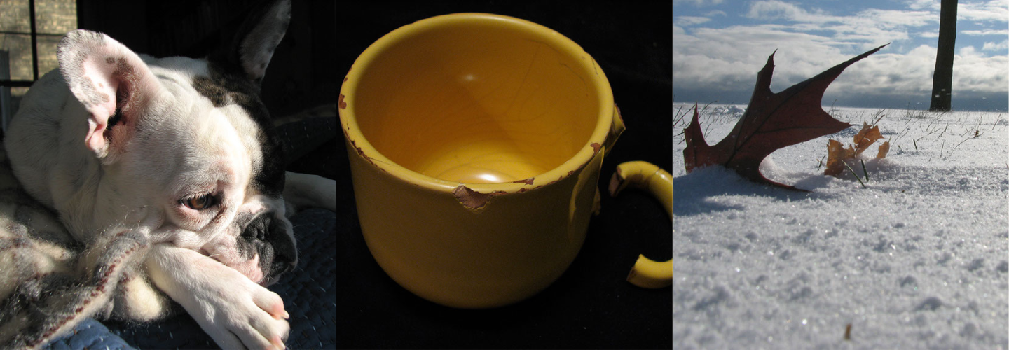 A trio of Ken's photos: a dog looking away; a worn yellow mug; a leaf on snow.